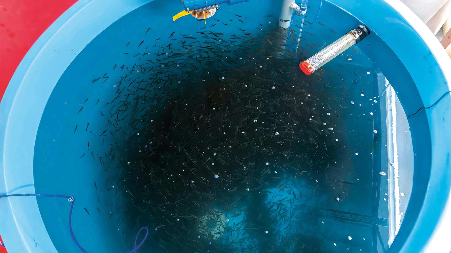Prix visionnaire de l’AFG opercule réinvente l’aquaculture urbaine